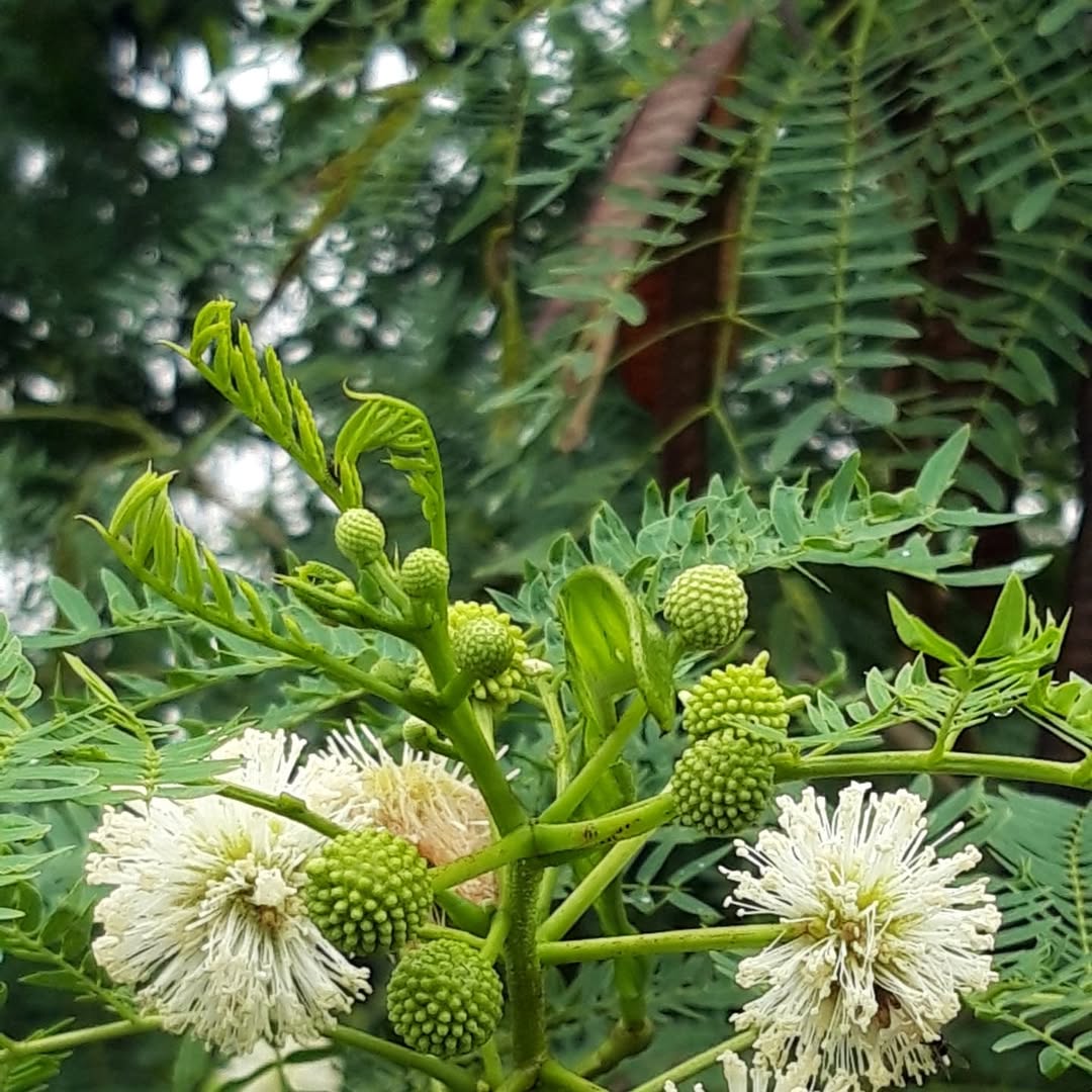 tanaman penahan longsor tanaman penahan longsor