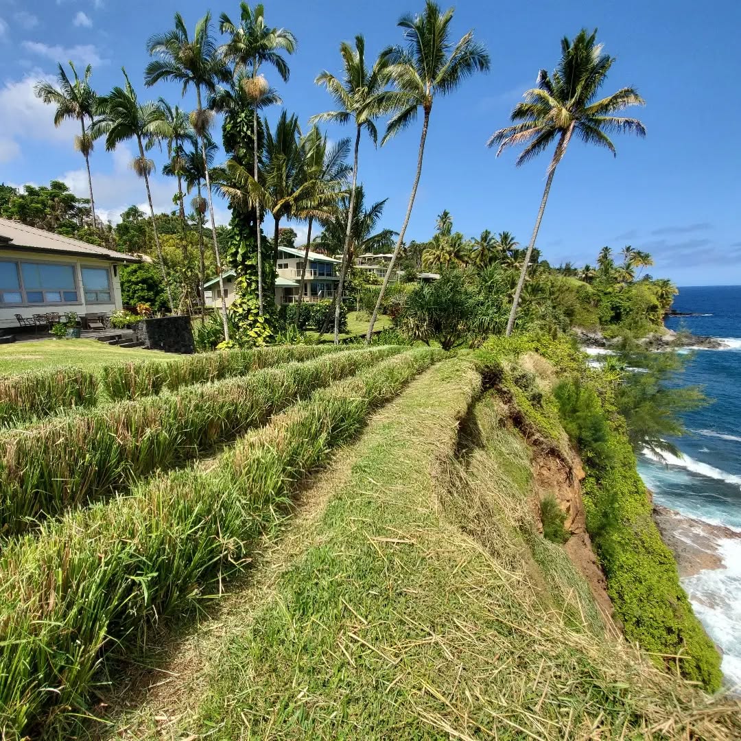 tanaman penahan longsor tanaman penahan longsor