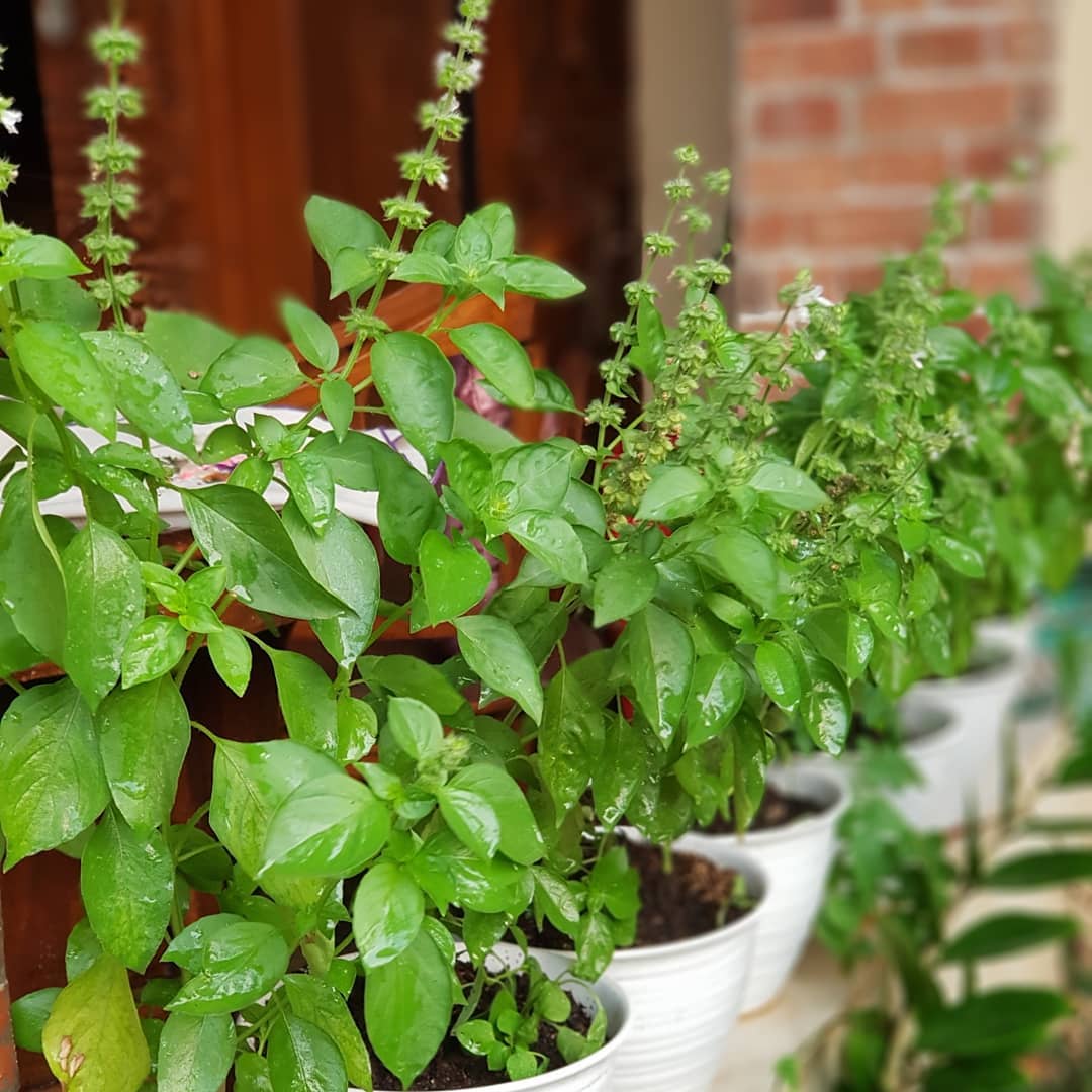 tanaman pengusir nyamuk, kemangi