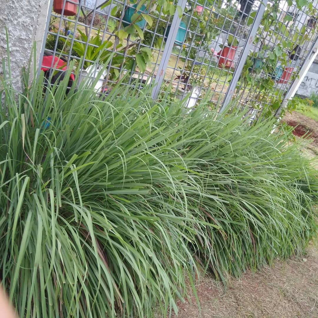 tanaman pengusir nyamuk, serai wangi