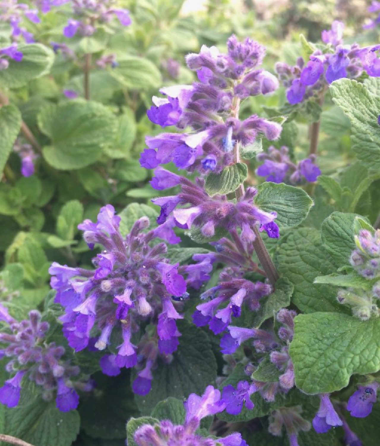 tanaman pengusir rayap catnip