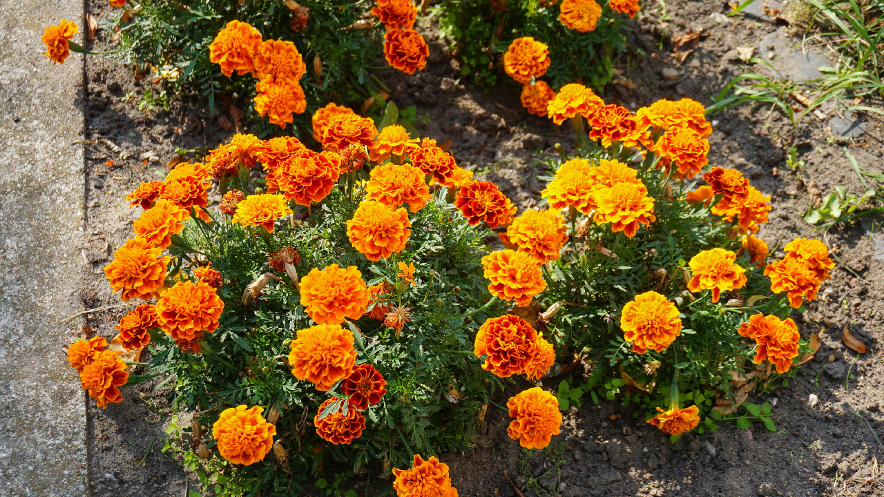 tanaman pengusir rayap