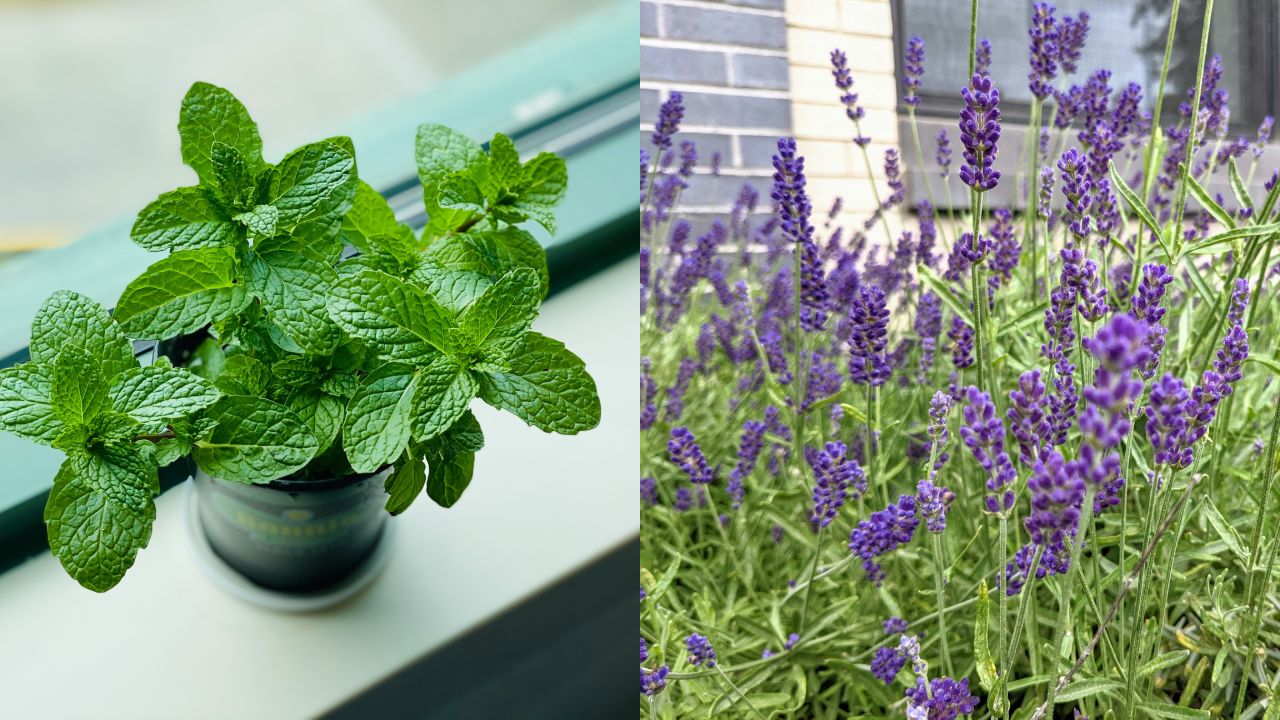 tanaman pengusir tikus