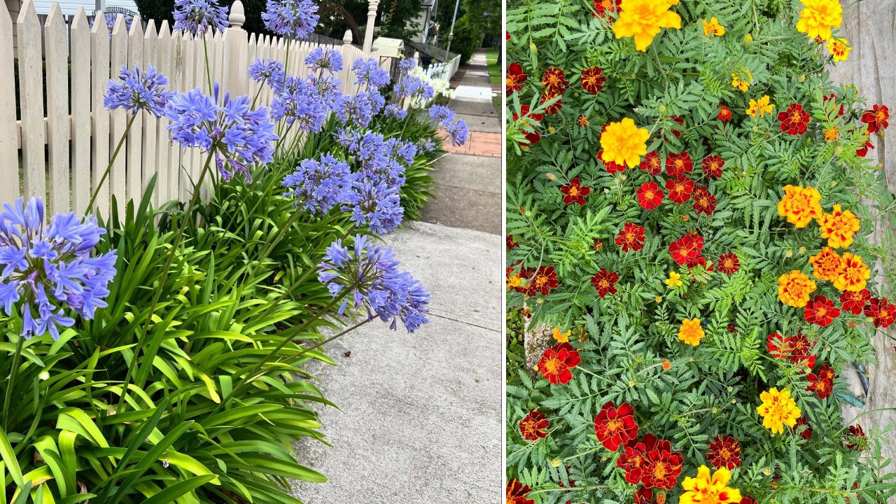 tanaman pengusir ular tanaman pengusir ular