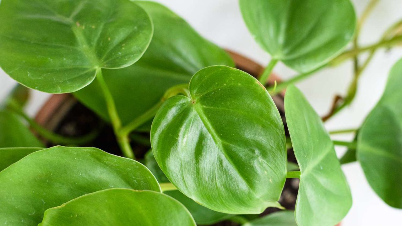 tanaman penyerap debu Philodendron