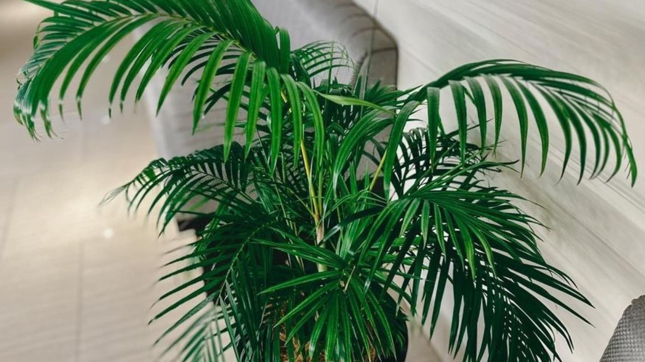 tanaman penyerap debu palem bambu