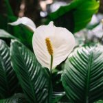 5 Jenis Tanaman Penyerap Lembab Ruangan