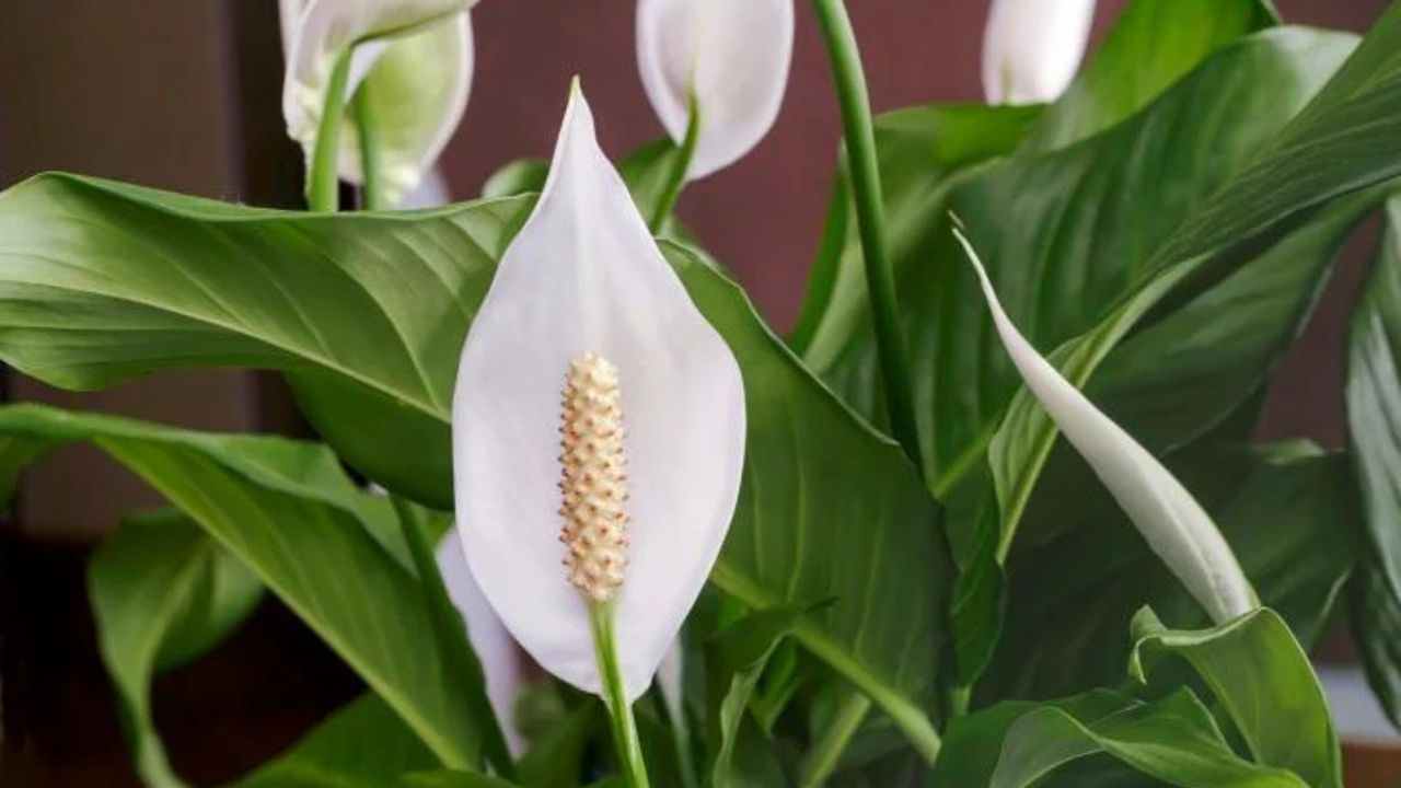 tanaman penyerap udara peace lily