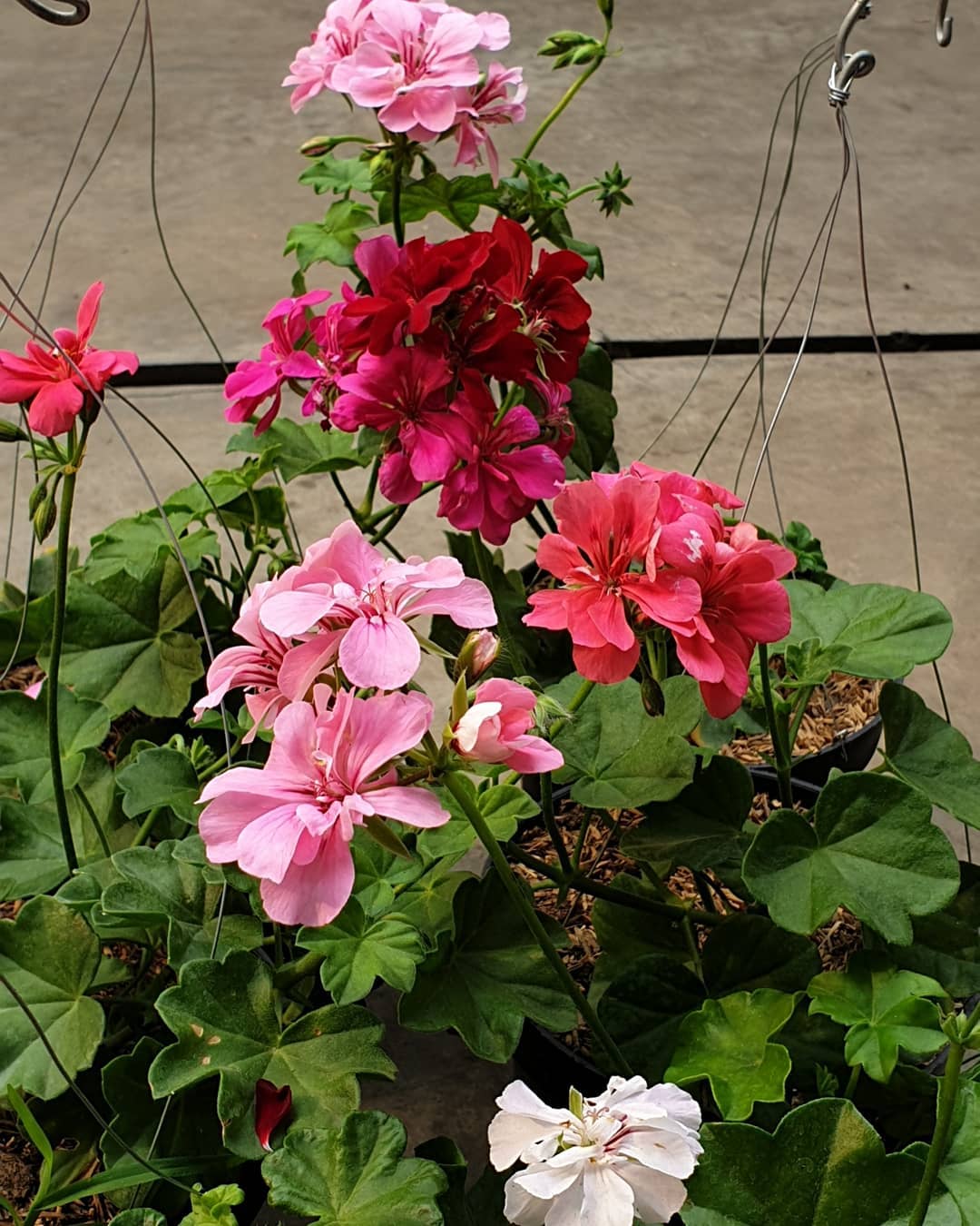 tanaman pot gantung depan rumah, geranium tanaman pot gantung depan rumah, geranium