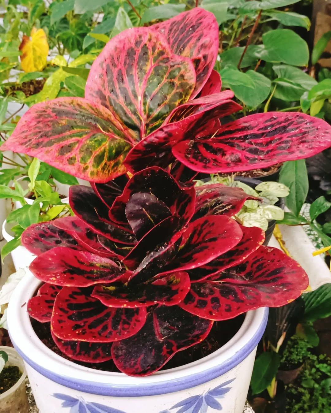 tanaman puring tanaman puring