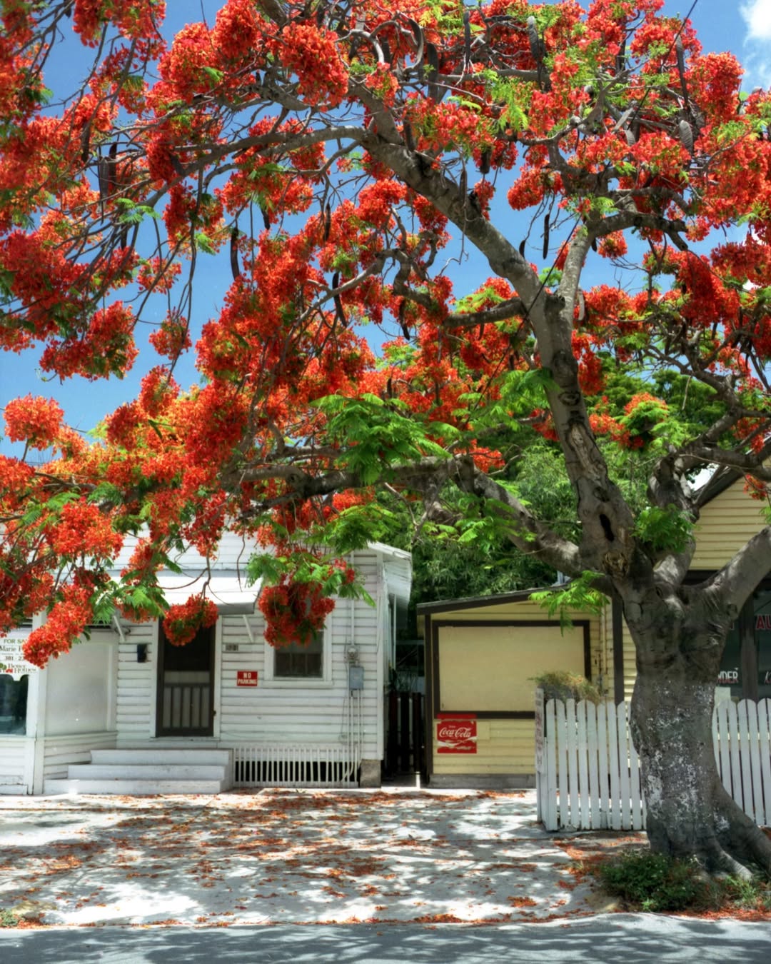 tanaman yang bagus ditanam di depan rumah