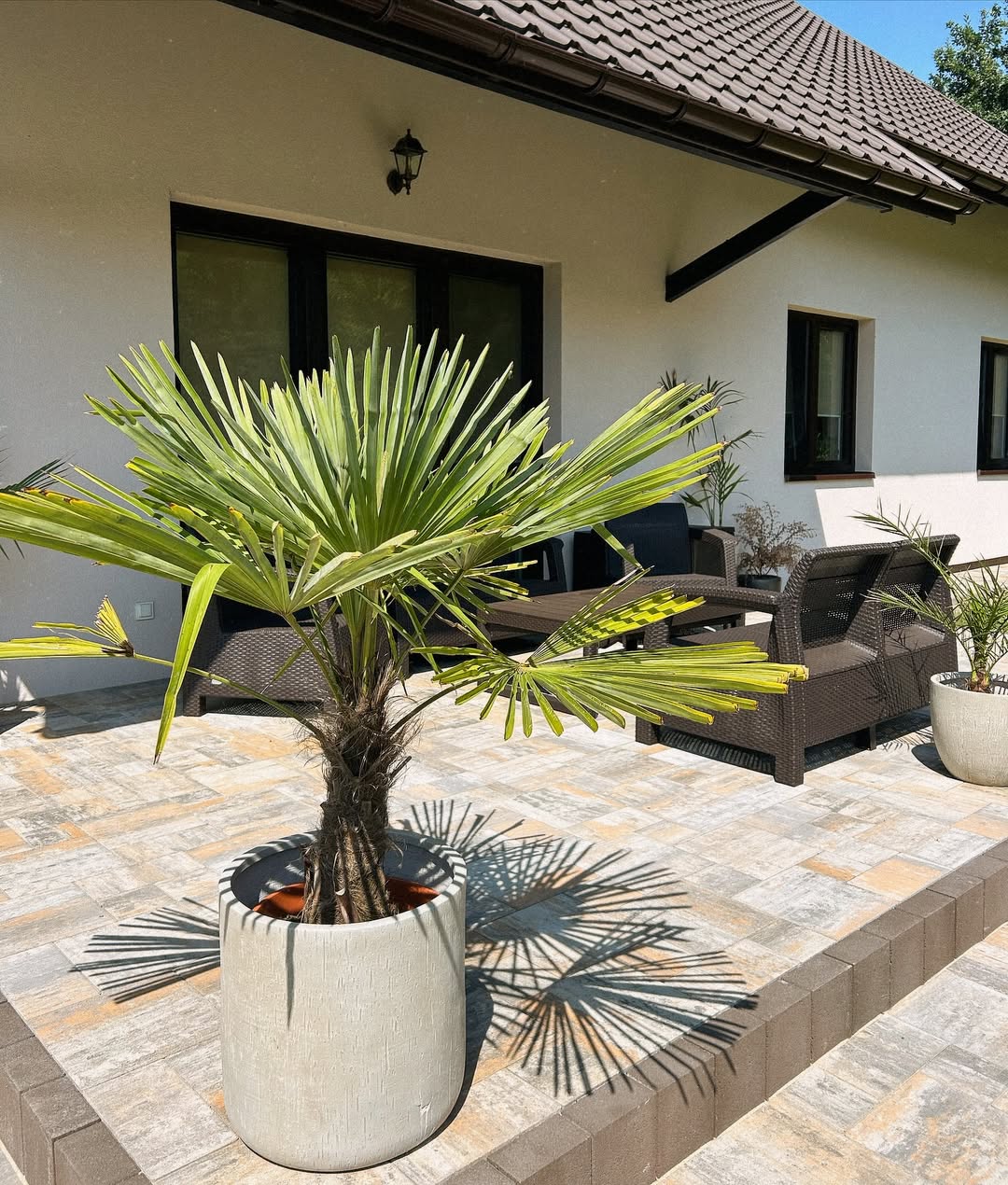 tanaman yang bagus ditanam di depan rumah