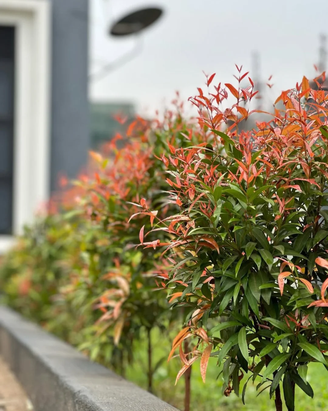 tanaman yang bagus ditanam di depan rumah