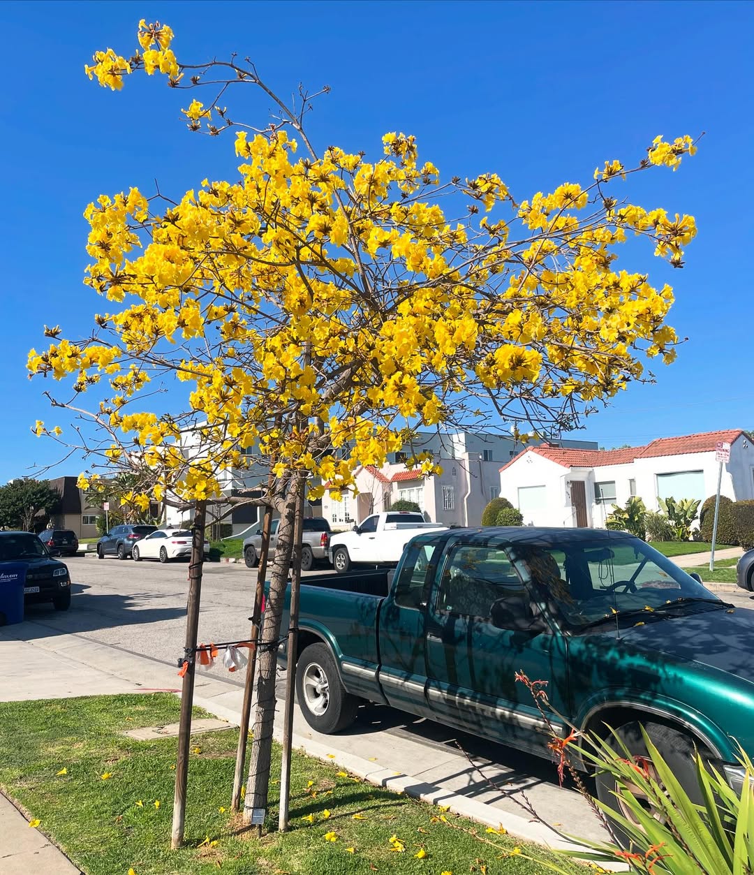 tanaman yang bagus ditanam di depan rumah
