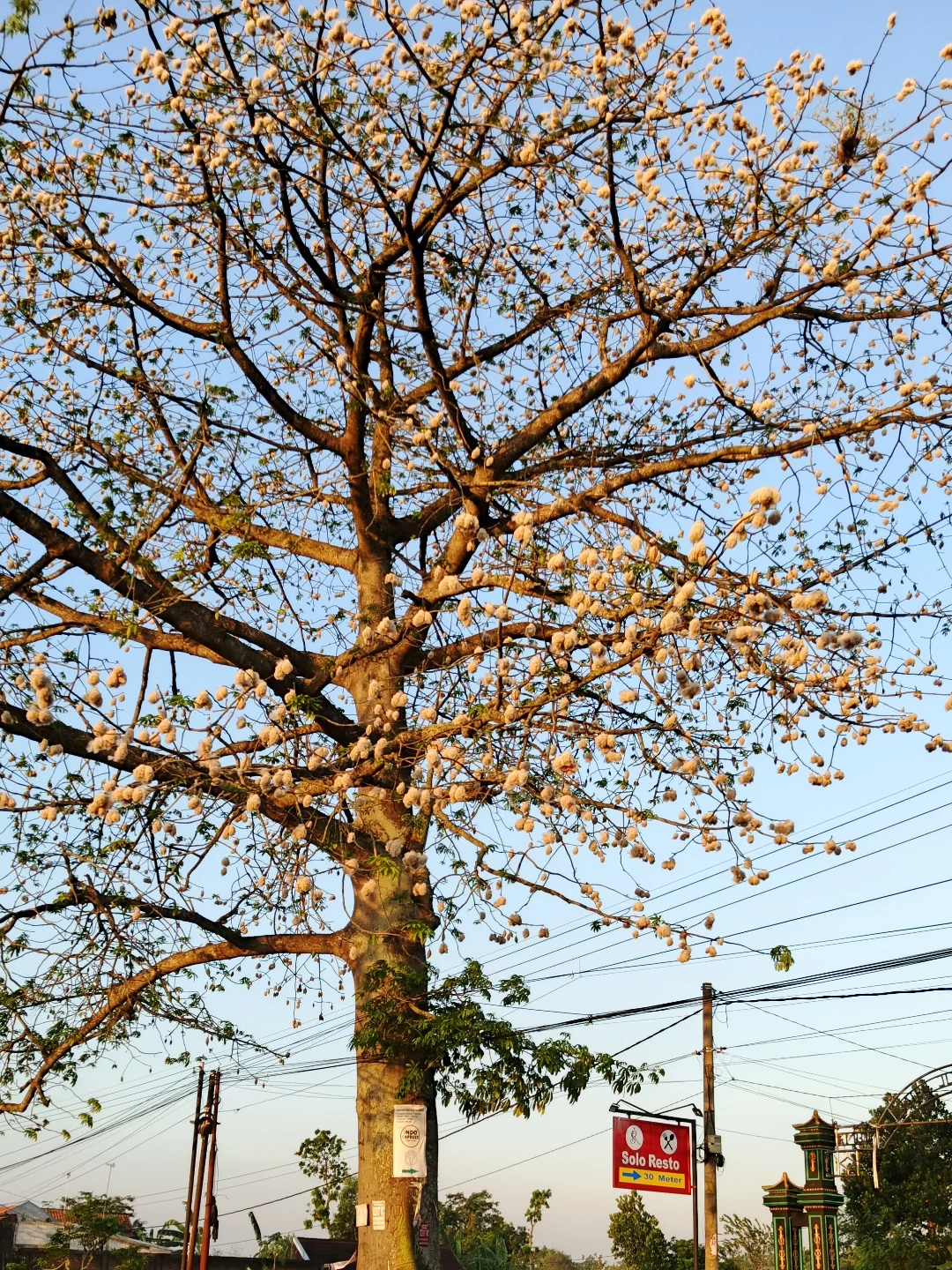 tanaman yang tidak boleh ditanam di depan rumah menurut primbon jawa, pohon randu tanaman yang tidak boleh ditanam di depan rumah menurut primbon jawa, pohon randu