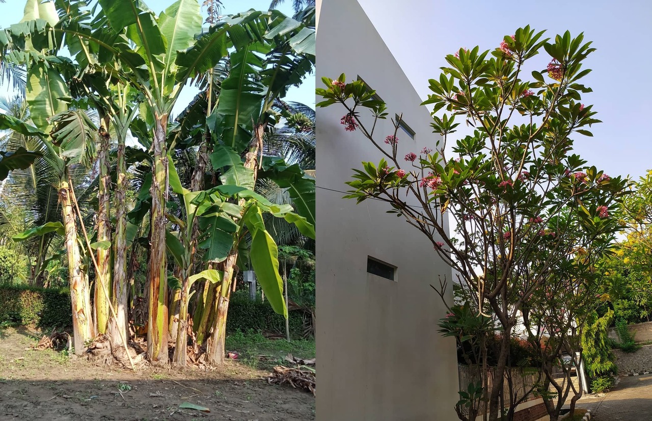 tanaman yang tidak boleh ditanam di depan rumah menurut primbon jawa