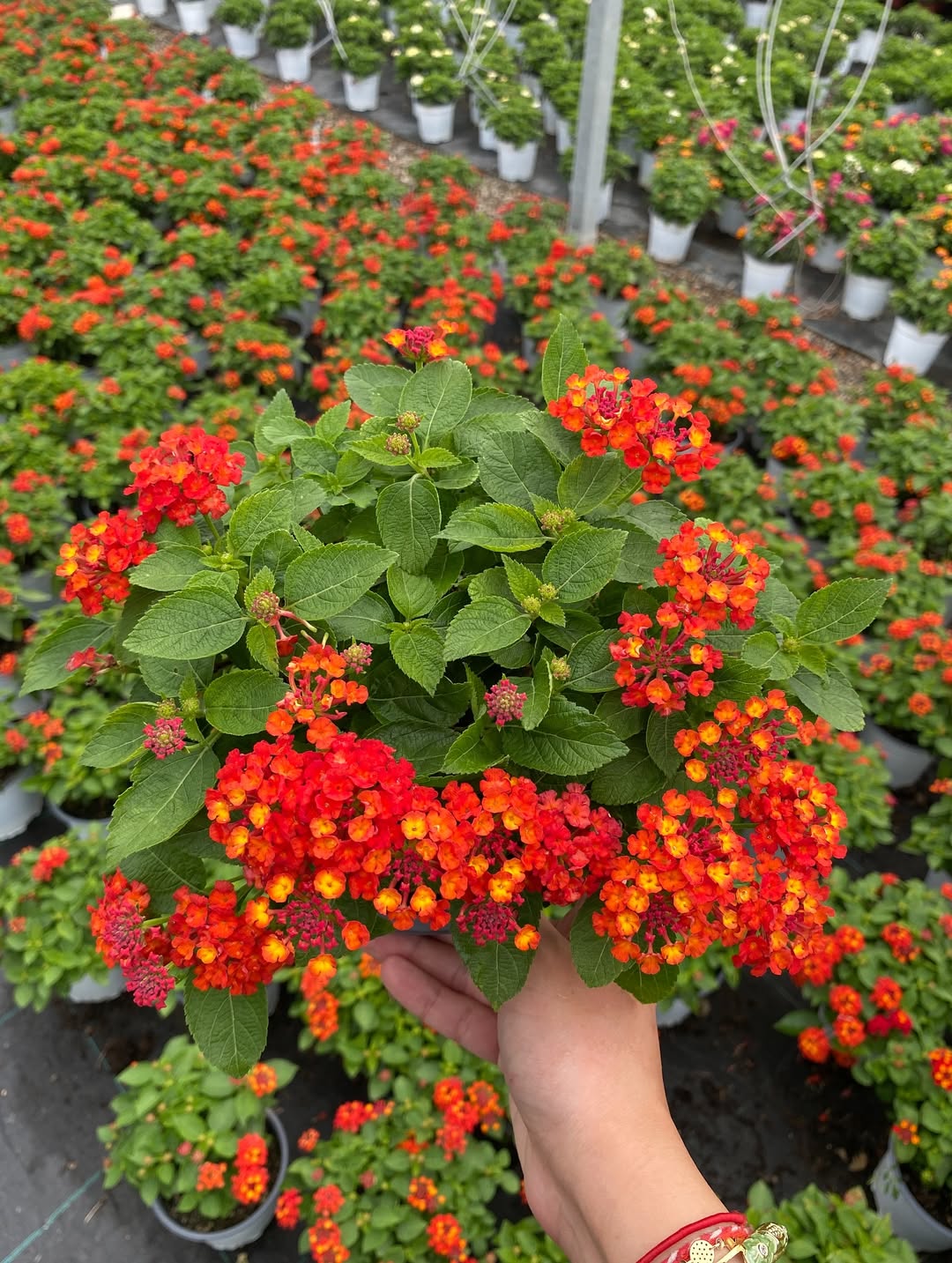 tumbuhan berbunga tanaman hias bunga outdoor, lantana