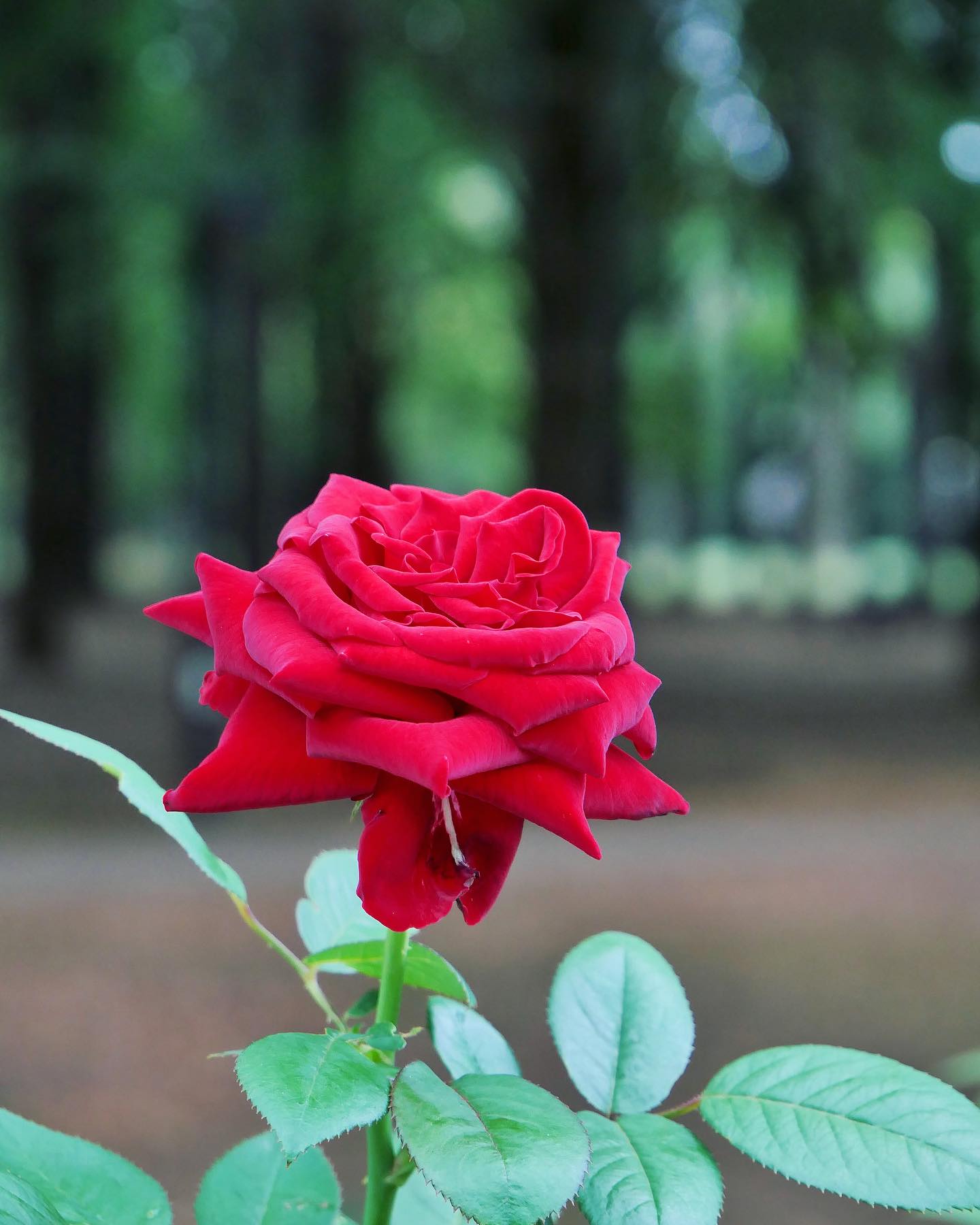 1. Mawar Merah (Rosa hybrida)