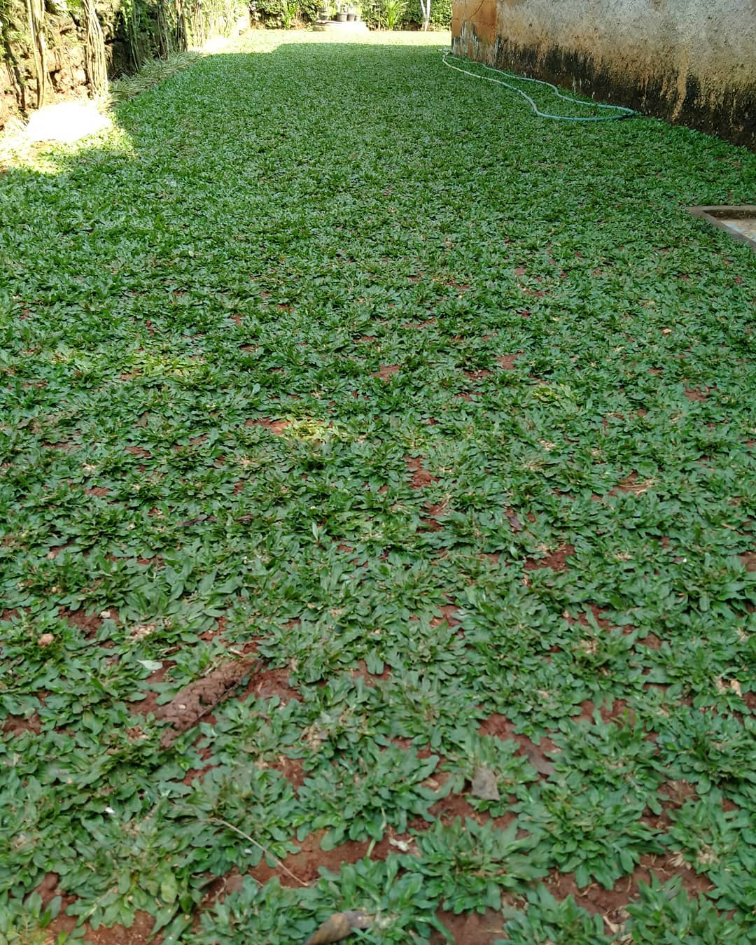 1. Rumput Gajah Mini