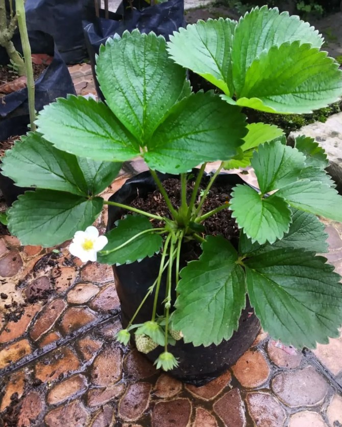 1. Stroberi (Fragaria x ananassa)