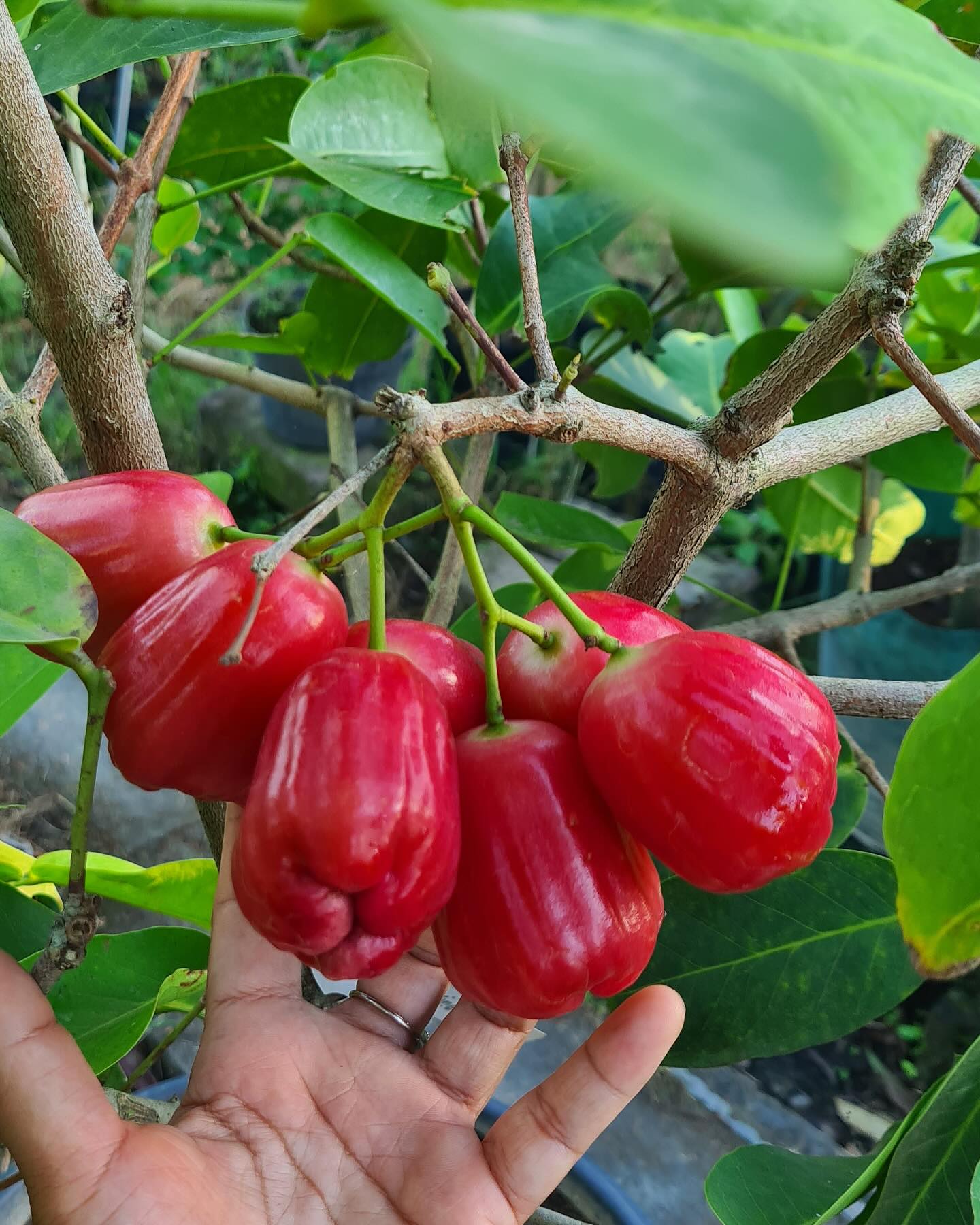 2. Jambu Air