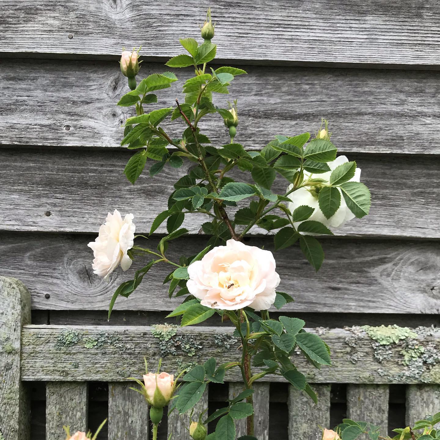 2. Mawar Putih (Rosa alba)