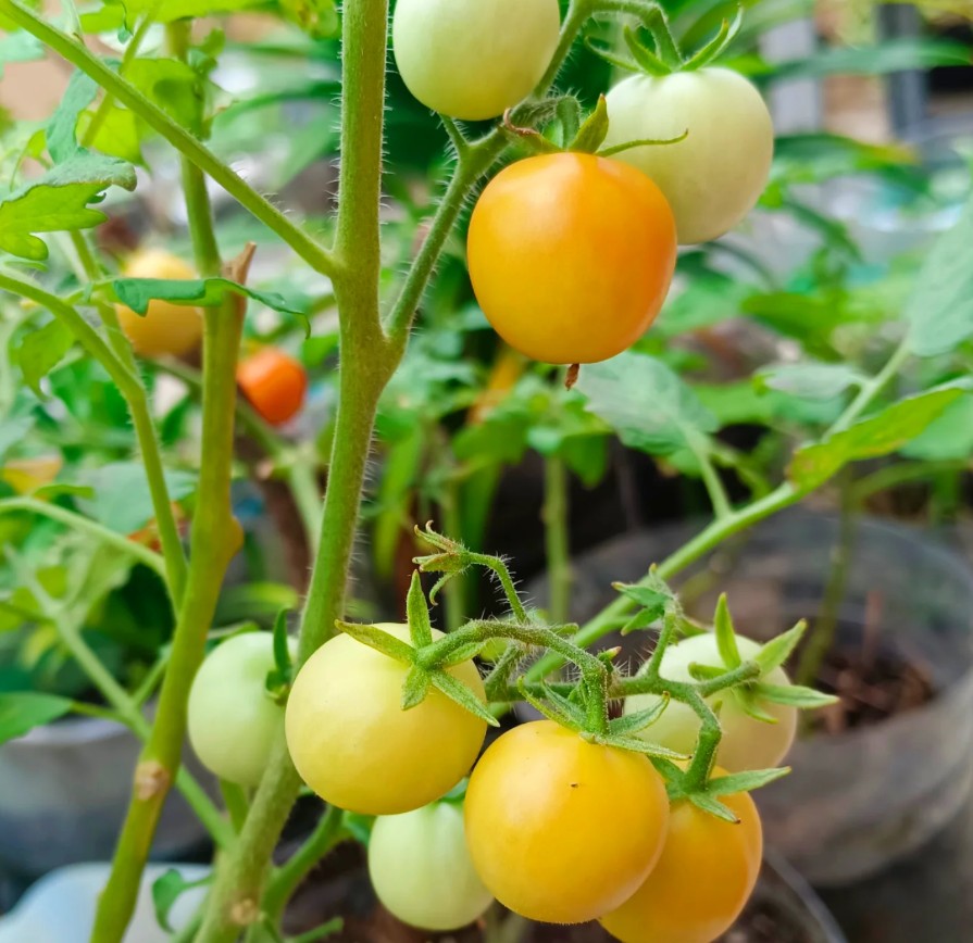 2. Tomat (Solanum lycopersicum)