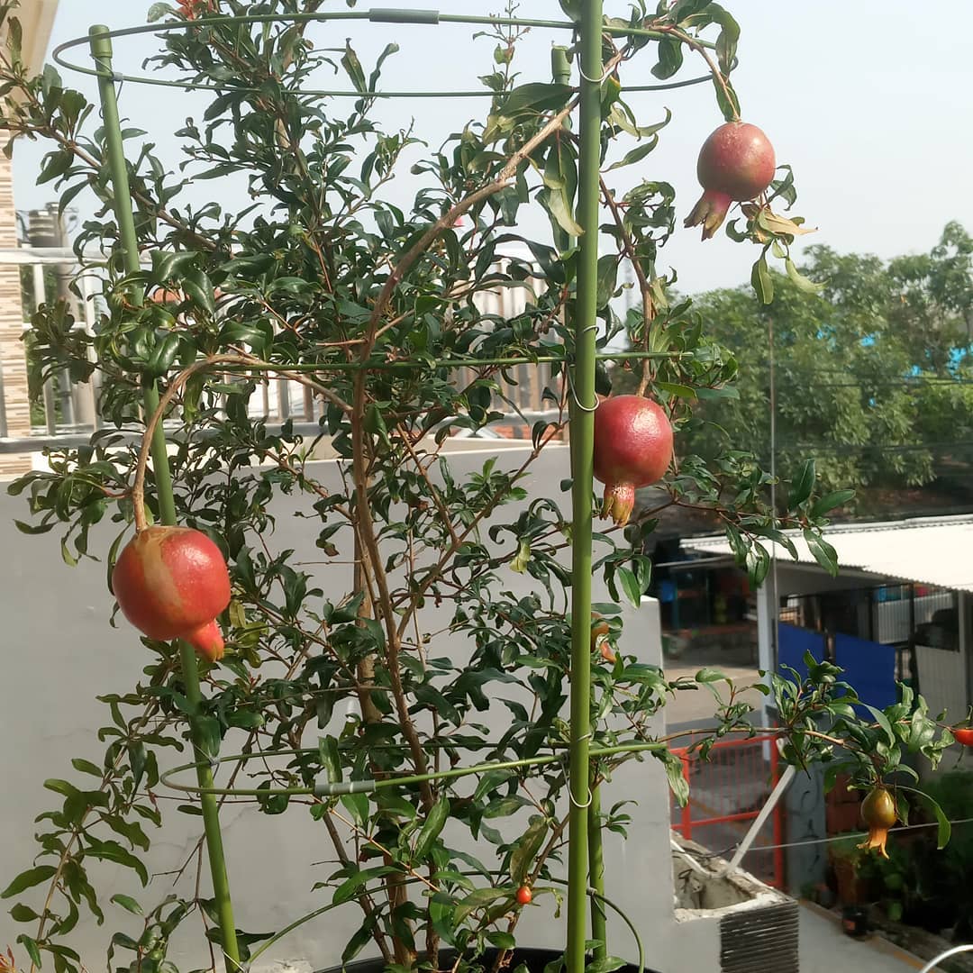 3. Delima (Punica granatum)