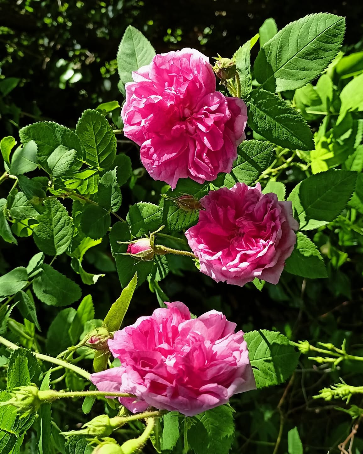 3. Mawar Pink (Rosa centifolia)