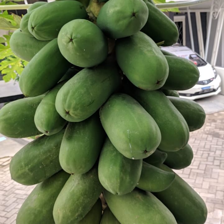 3. Pepaya California