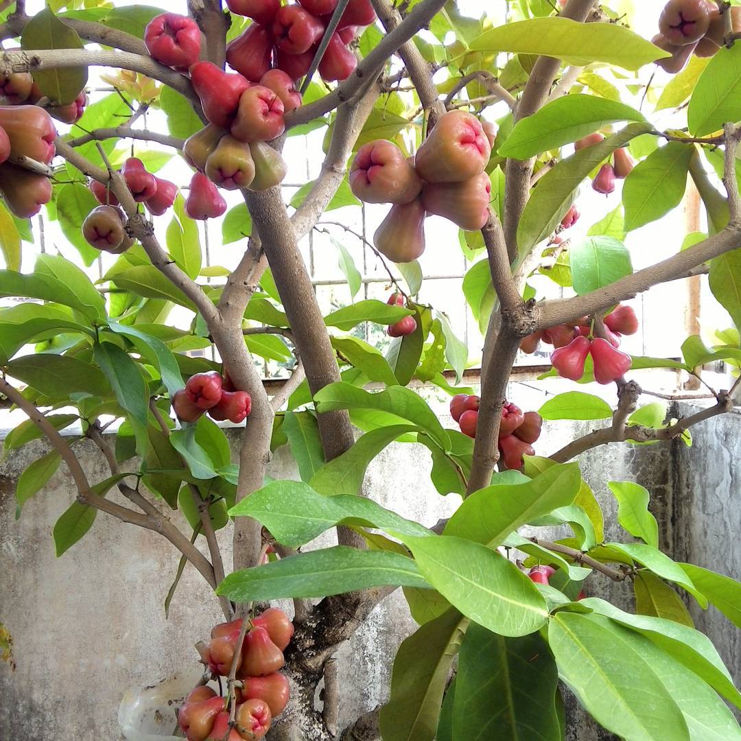4. Jambu Air (Syzygium aqueum)