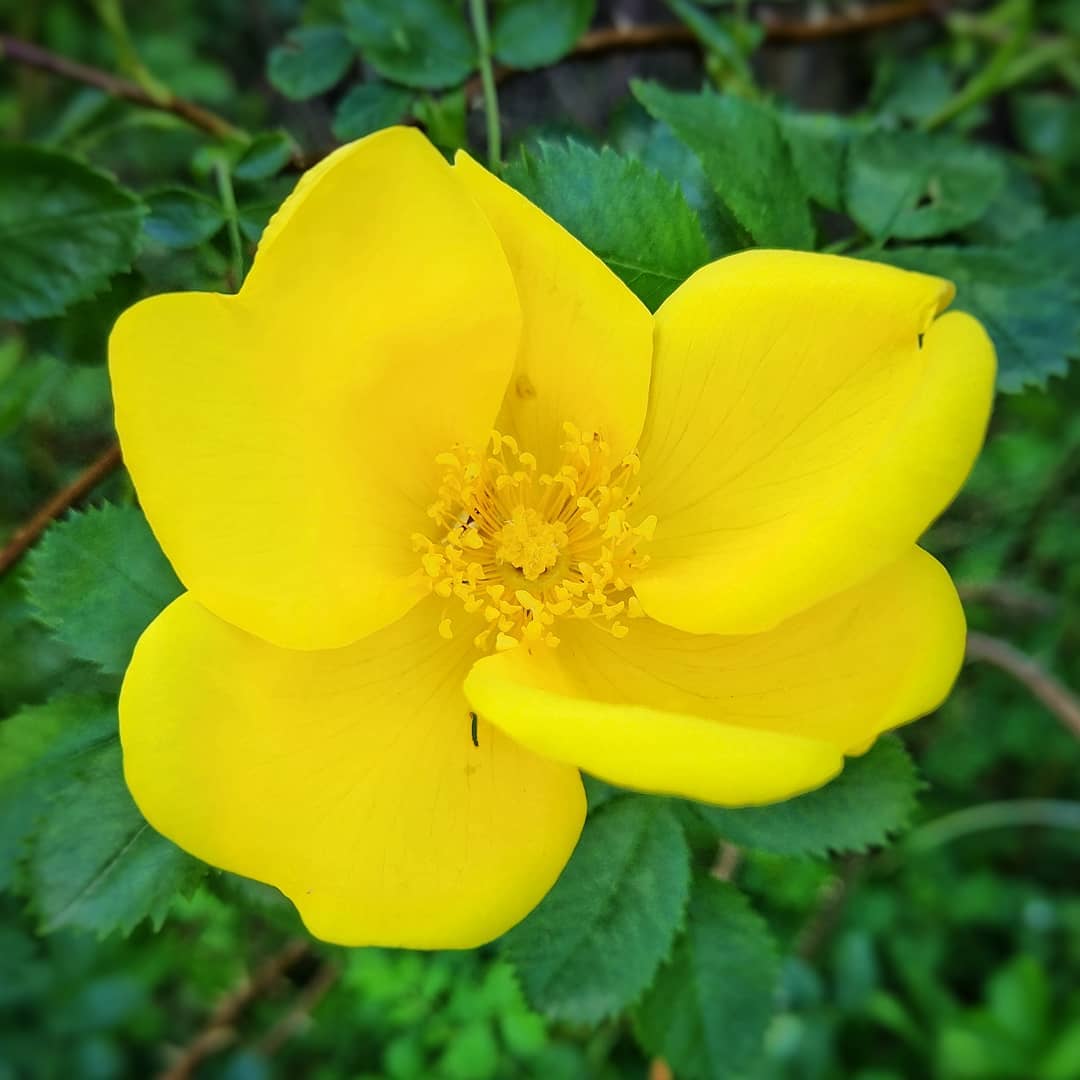 4. Mawar Kuning (Rosa foetida)