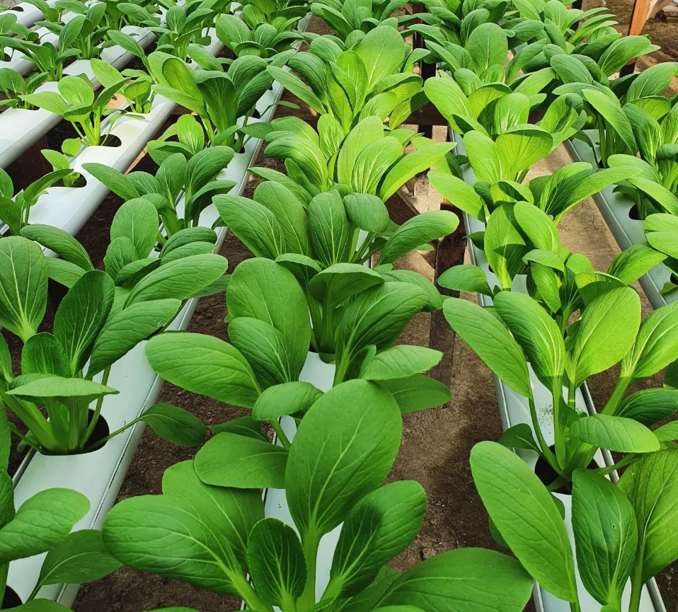 4. Pakcoy (Bok Choy)