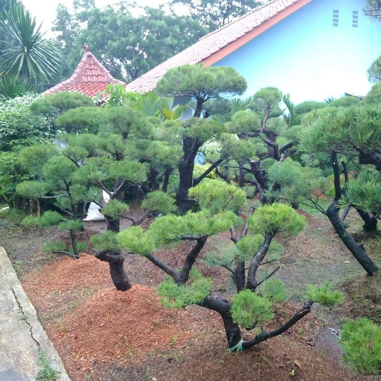 4. Pohon Cemara Udang