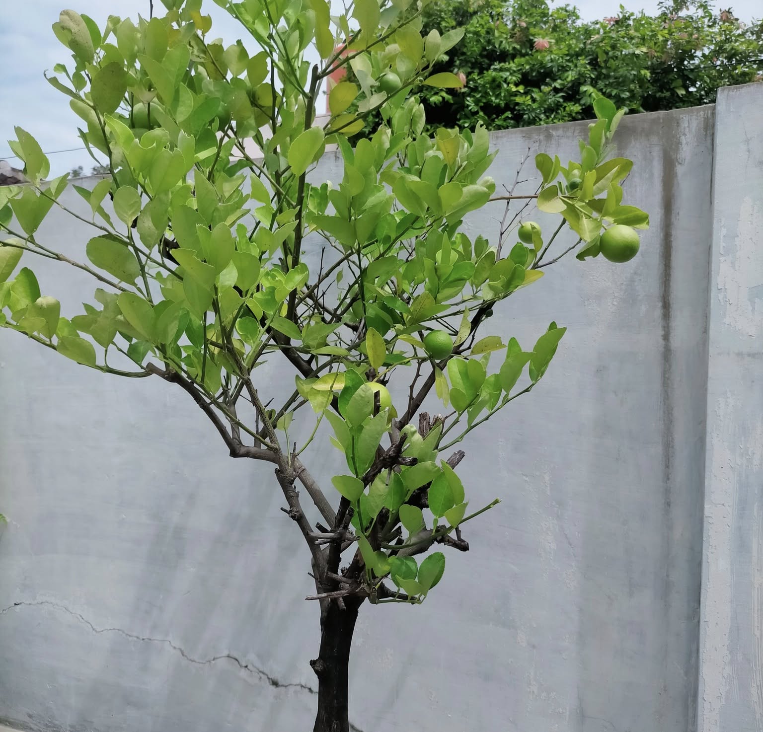 5. Jeruk Nipis (Citrus aurantiifolia)