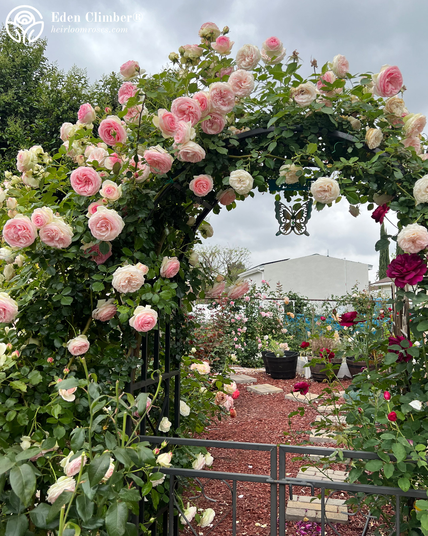 5. Mawar Rambat (Climbing Rose)