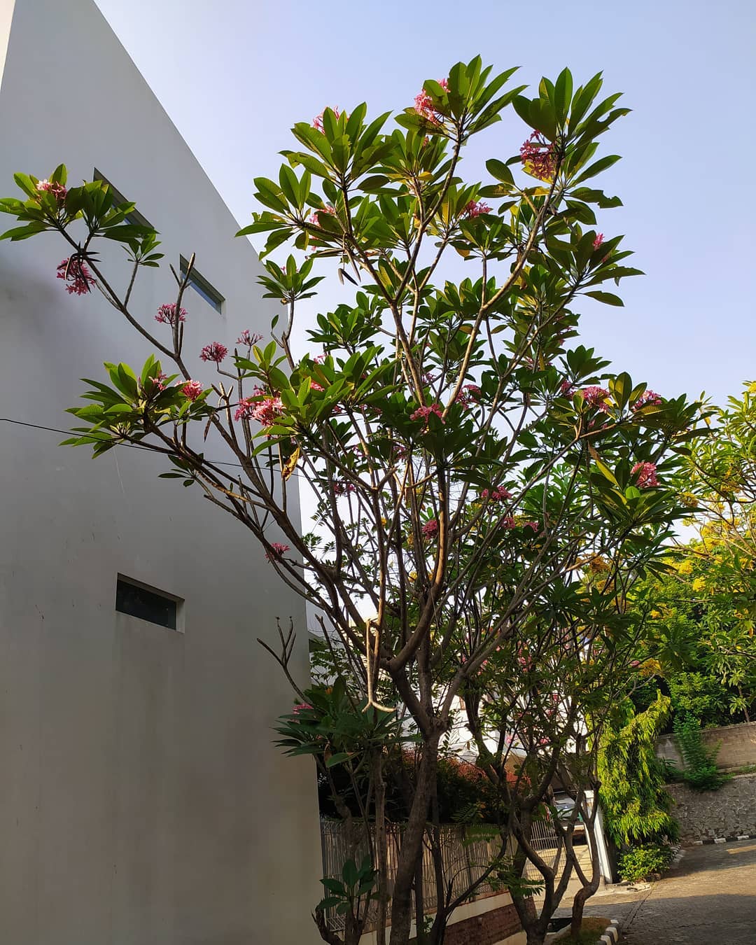 5. Pohon Kamboja (Plumeria)