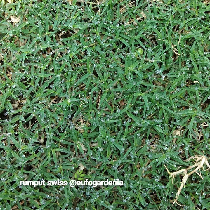 5. Rumput Swiss