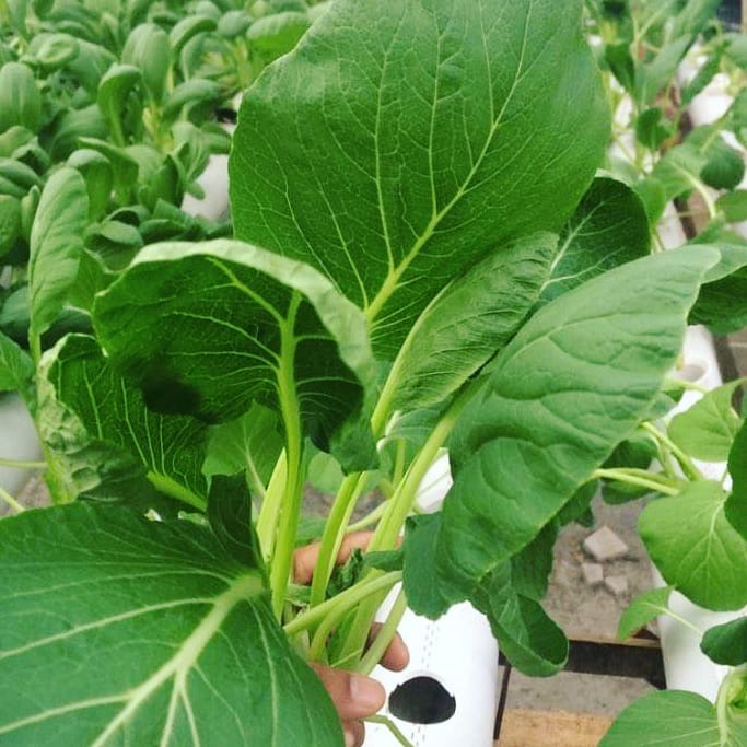 5. Sawi Hijau (Caisim)