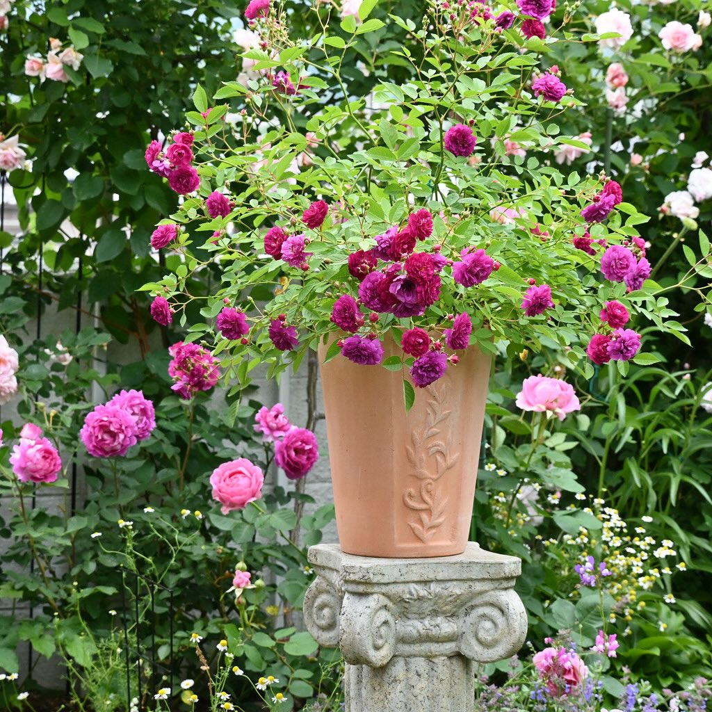 6. Mawar Mini (Miniature Rose)