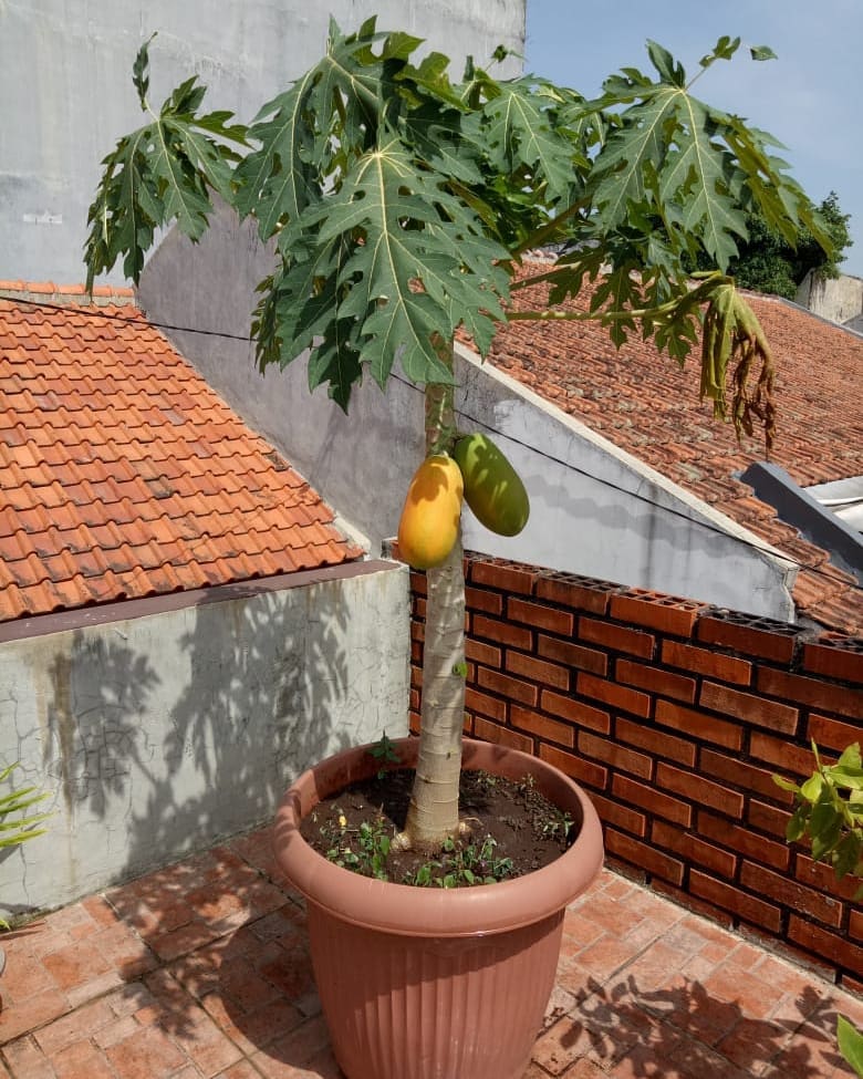 6. Pepaya California