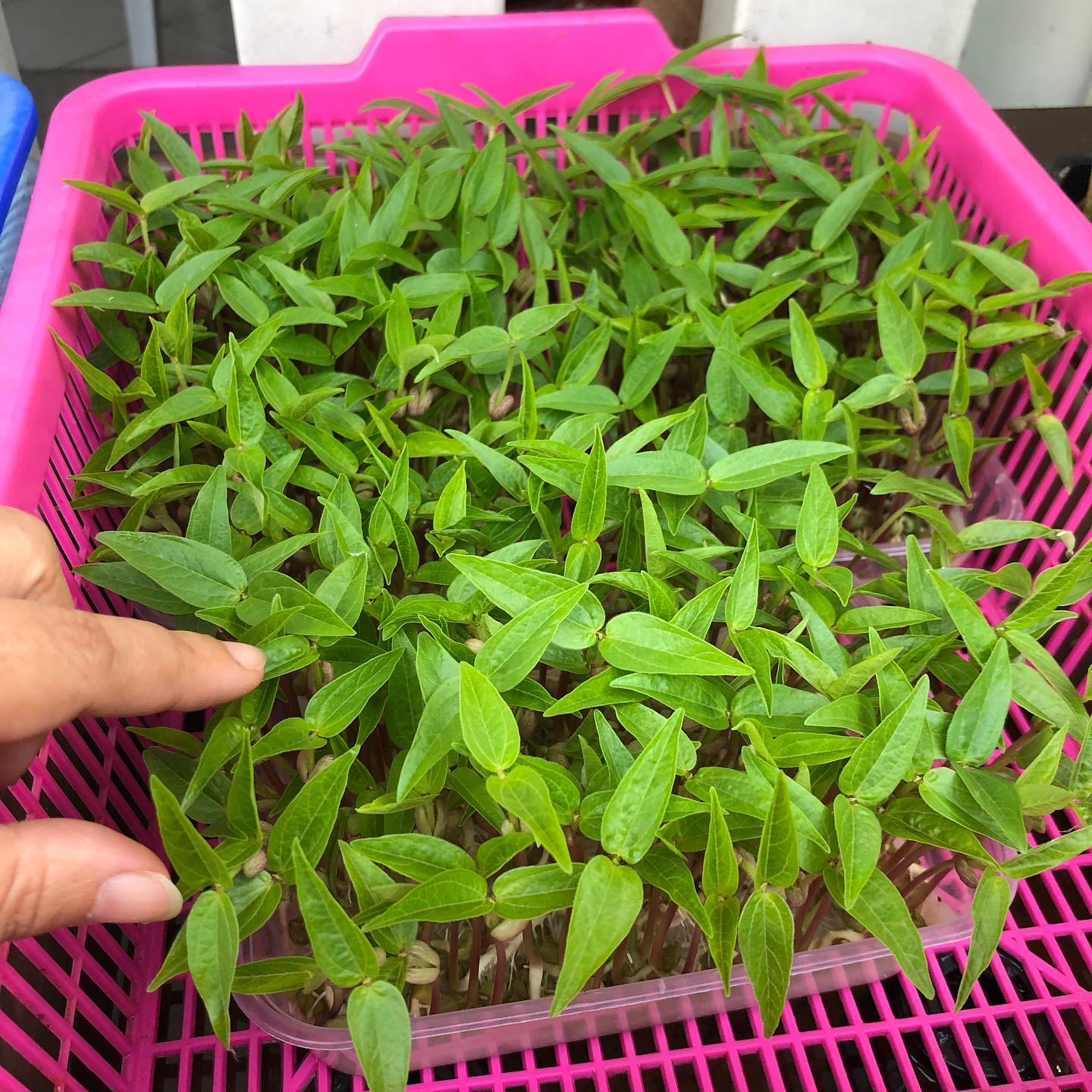 7. Microgreens