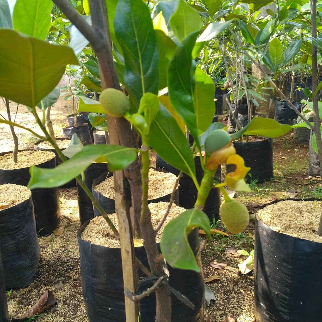 7. Nangka Mini