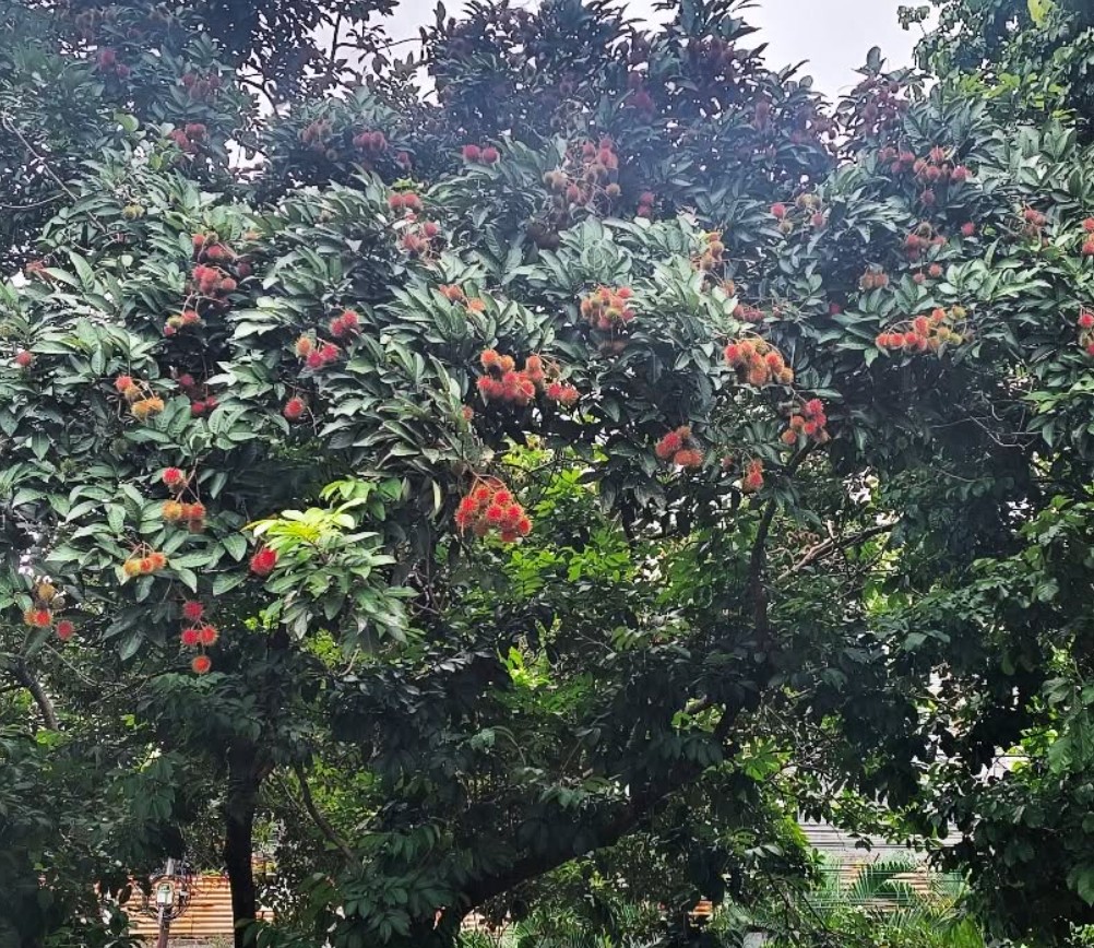 7. Rambutan