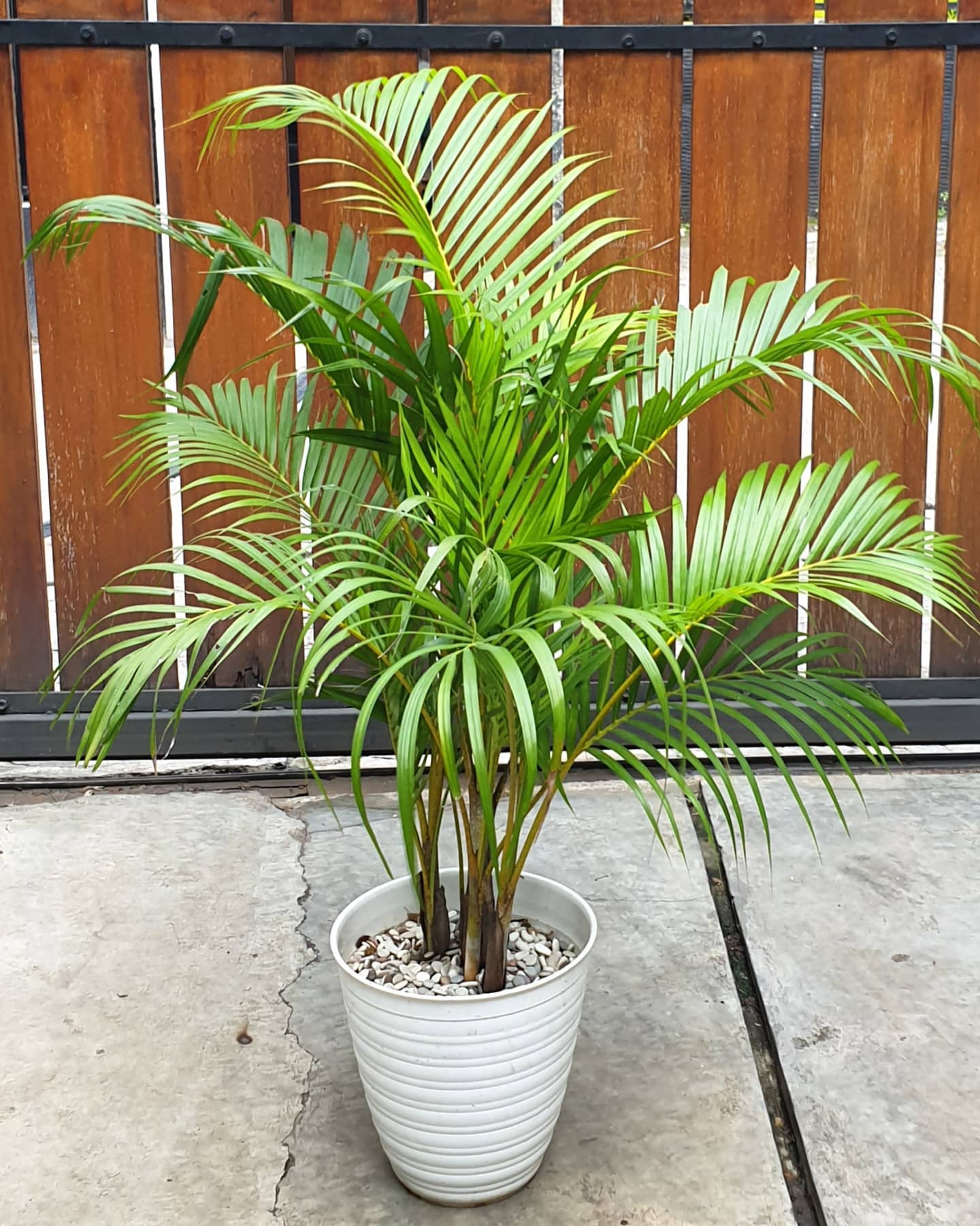 8. Pohon Palem Kuning