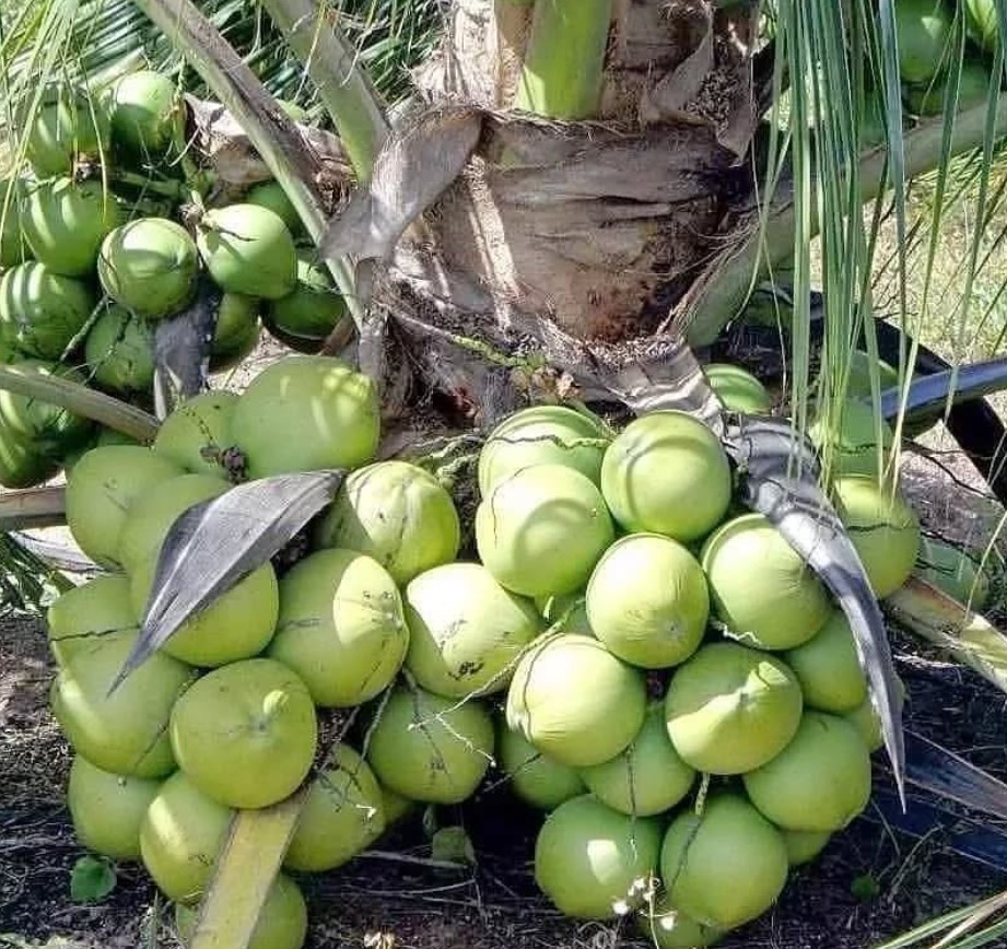 9. Kelapa Genjah