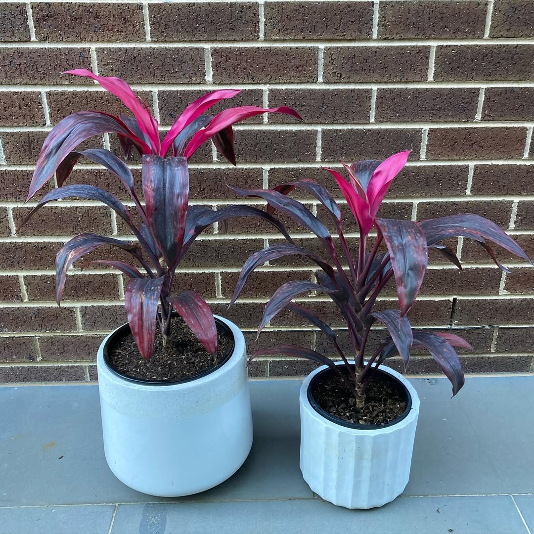 Andong Merah hias daun outdoor Andong Merah hias daun outdoor