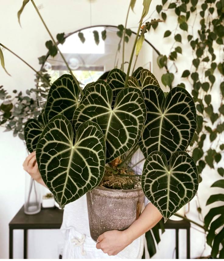 Anthurium Clarinervium