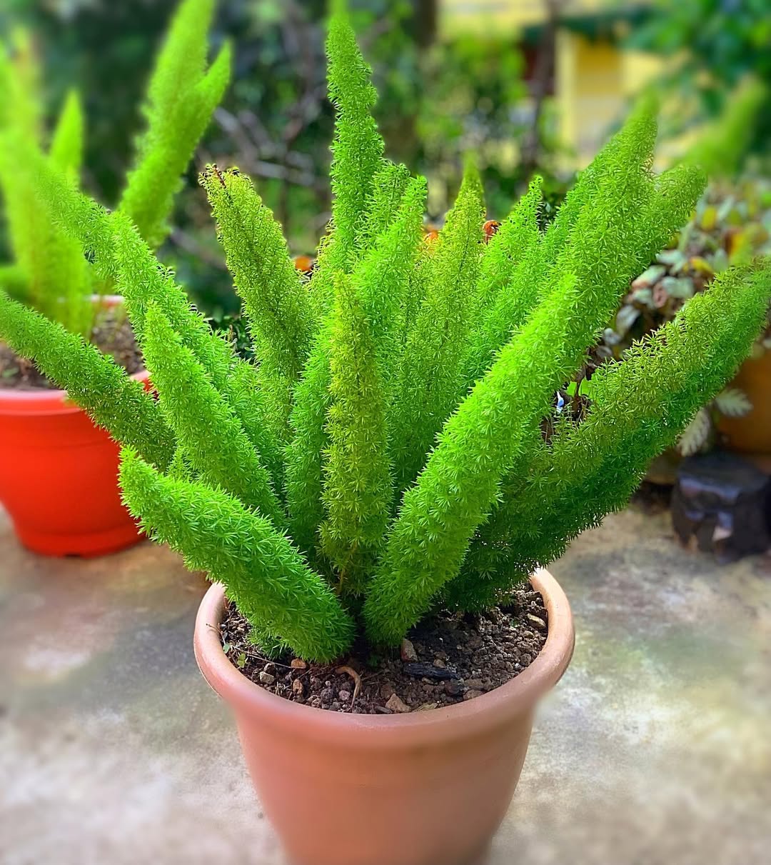 Asparagus densiflorus Asparagus densiflorus