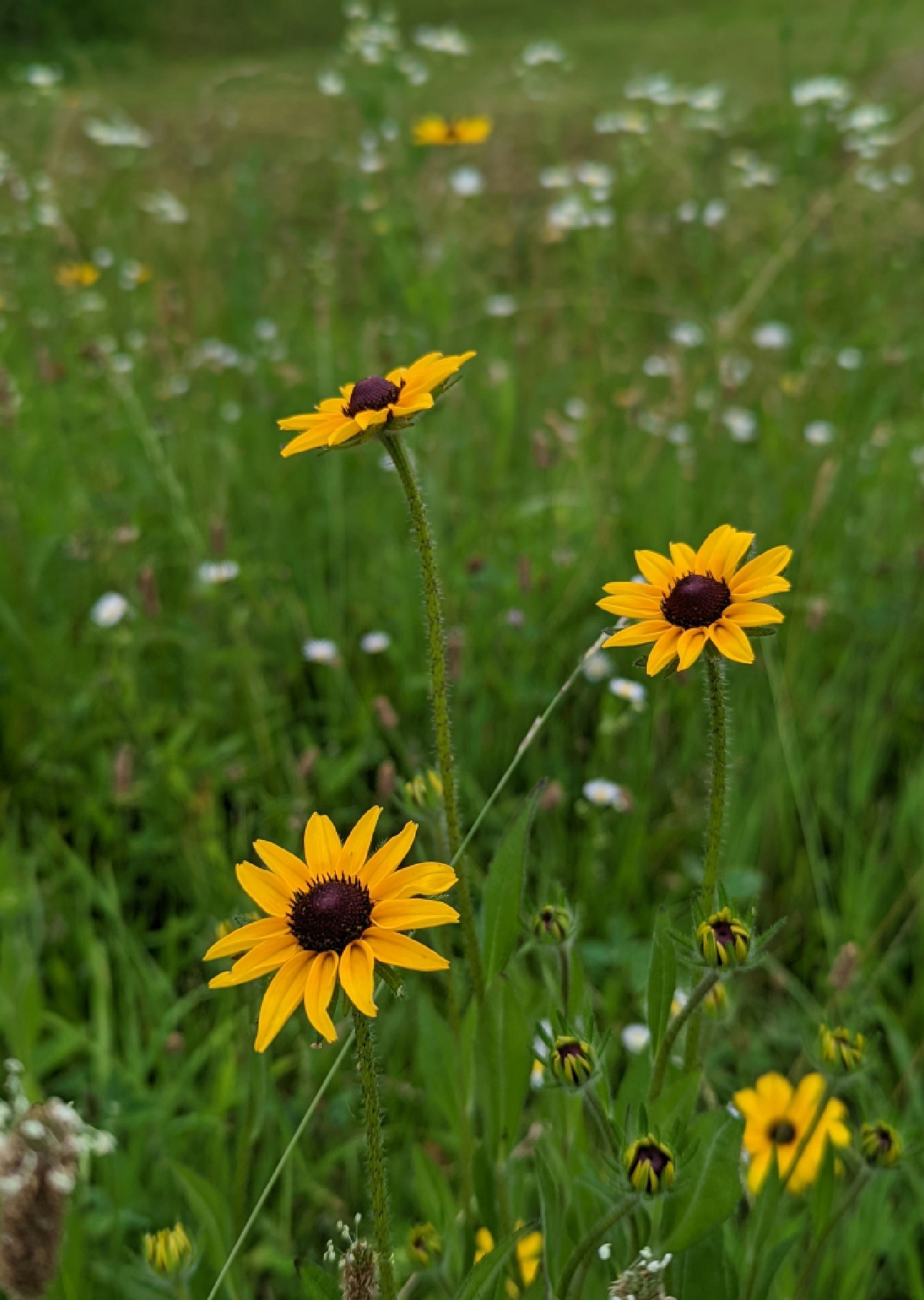 bunga yang mirip bunga matahari